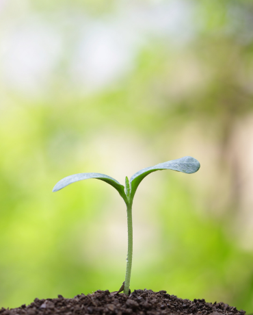 Brotando do solo, muda jovem representando planta portadora em estágio inicial de crescimento agrícola