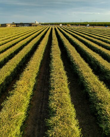 Fileiras de cultivo em plantação agrícola representando produção e desenvolvimento de produto agrícola no campo